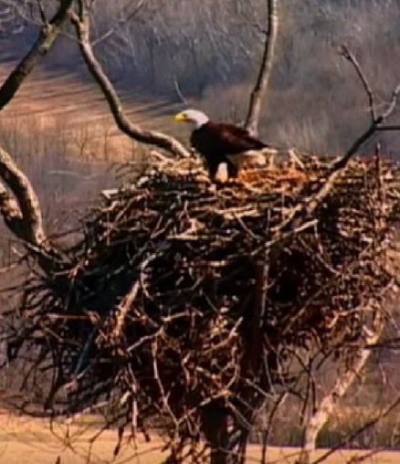 Why bald eagles are nesting in Toronto for the first time