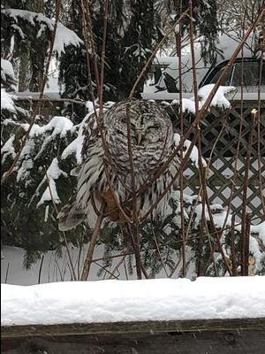 Barred owl looking at camera