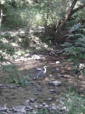 Young Female Great Blue Heron.