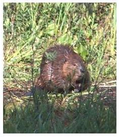 Canadian Beaver beside a pond