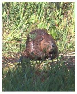 Ontario Beaver