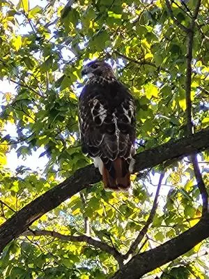 Red-Tailed Hawks, Ontario