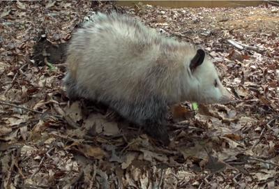 Opossum