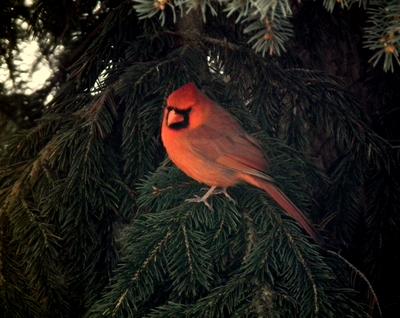 Pretty Cardinal