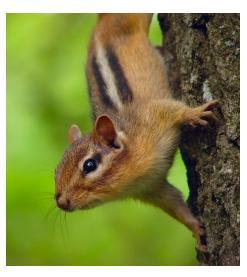 chipmunk, one of the animals in Ontario