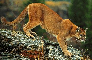 Possible mountain lion sightings reported in Woodbridge