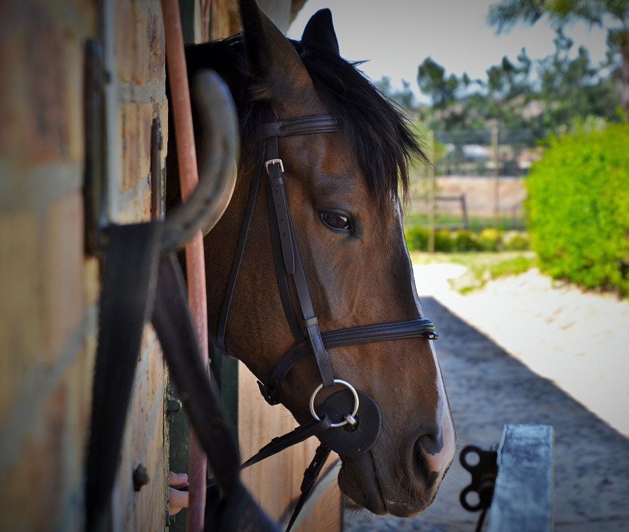 Horse Riding in Southern Ontario