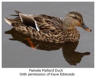 Female Mallard duck - le canard on water