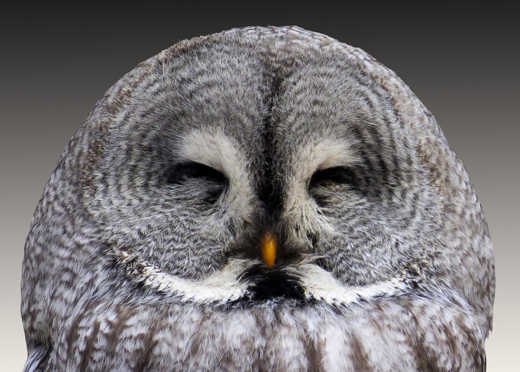 Great grey owl with eyes closed daylight close up