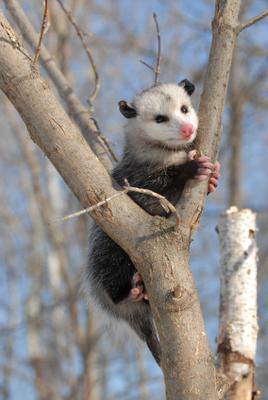 Possum in a tree