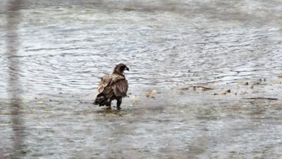 Immature Bald Eagle at Wingham