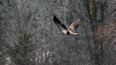 2 yr old Bald Eagle at Wingham