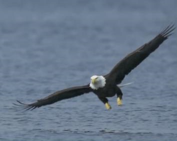 Ontario Bald Eagle