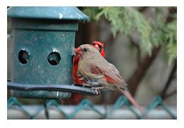 Female and male Cardinals at green bird feeder in a garden