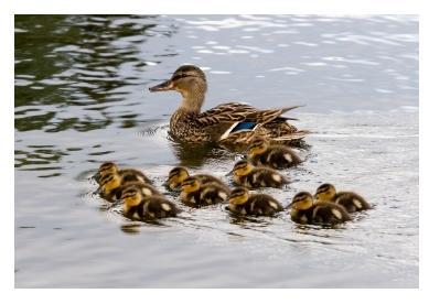 Mother Mallard Duck with ducklings on the water - avec des canetons