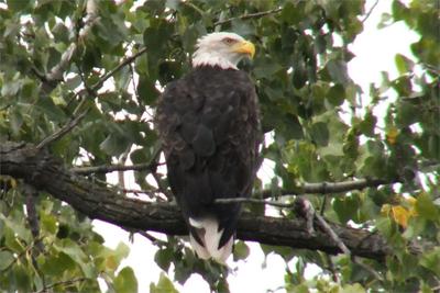 Eagle in a tree right beside us