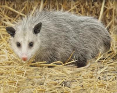 Urban Possum looking healthy