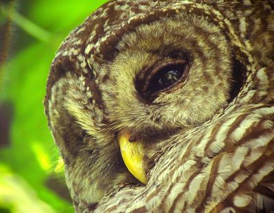 Barred Owl