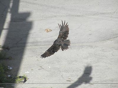 In flight