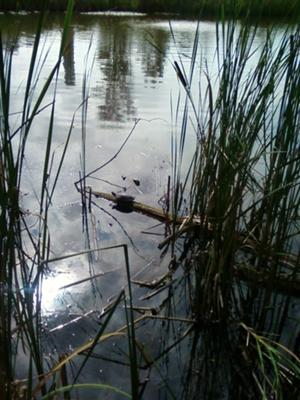 Nature in the middle of Toronto