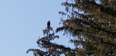 Bald Eagle in tree