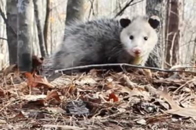 Opossum in the leaves, Ontario