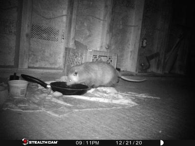 Peter Possum in the garage