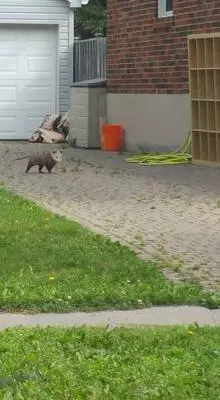 Opossum in Oshawa