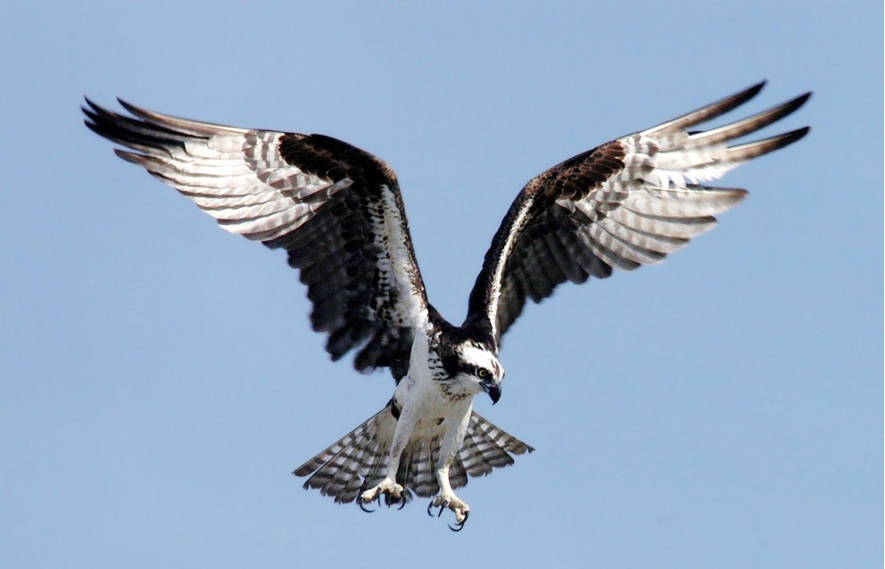 Osprey or Fish Eagle in flight showing black and white plumage