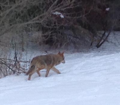 Caledon Coyote