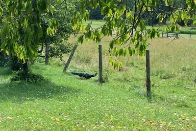 Peacock sighting in Bayfield, Ontario