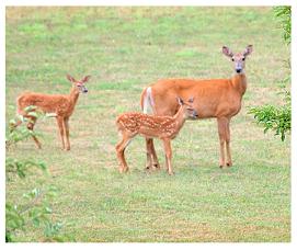 White Tailed Deer