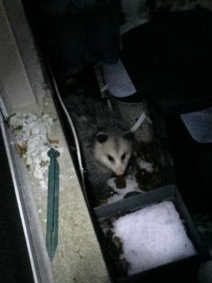 Possum in Aurora