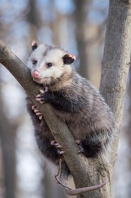 Possum in the tree