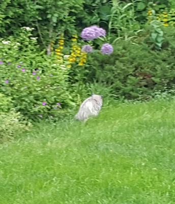 Possum in Whitby