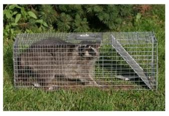 Raccoon caught in a Live Trap Cage