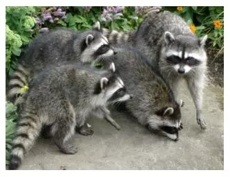 Raccoons, one of the animals in Ontario