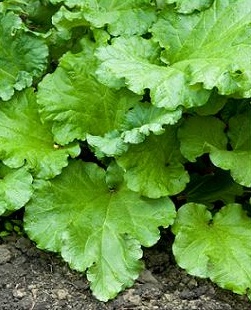 Growing Rhubarb