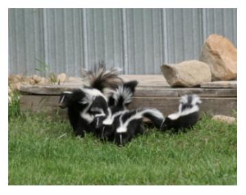 Family of Skunks in a backyard on grass