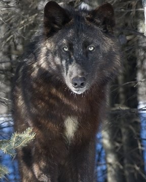 Black Wolf