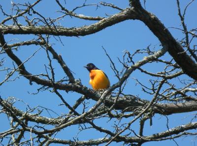 Baltimore Oriole