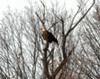 Bald Eagle - London, Ontario