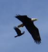 Being chased by a crow