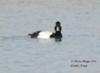 Greater Scaup