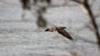 Immature Bald Eagle at Wingham