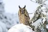 Long Eared Owl 