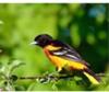 Baltimore Oriole