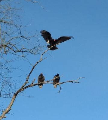 Turkey Vulture tree