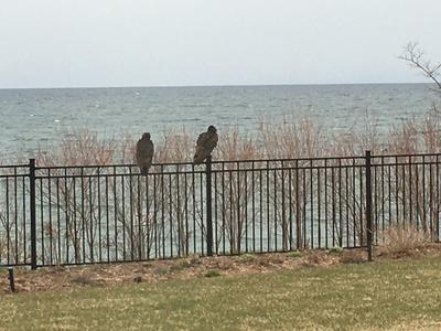 Oakville Turkey Vultures