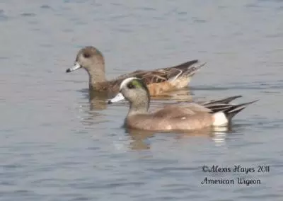 visiting pair of ducks